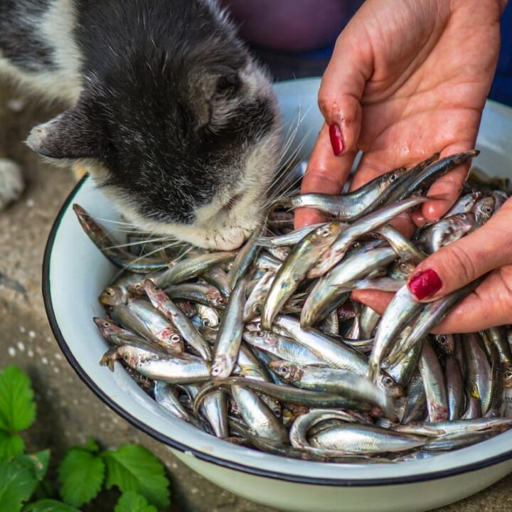 Can Cats Eat Expired Fish – Is It Harmful? – FAQcats.com