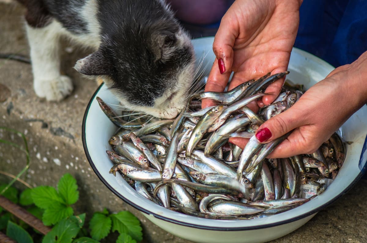 Can Cats Eat Expired Fish Is It Harmful FAQcats