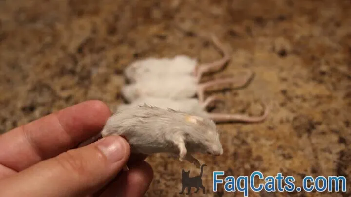 Can Cats Eat Feeder Mice &ndash; A Healthy Snack?