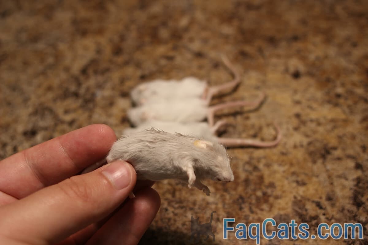 Can Cats Eat Feeder Mice A Healthy Snack FAQcats