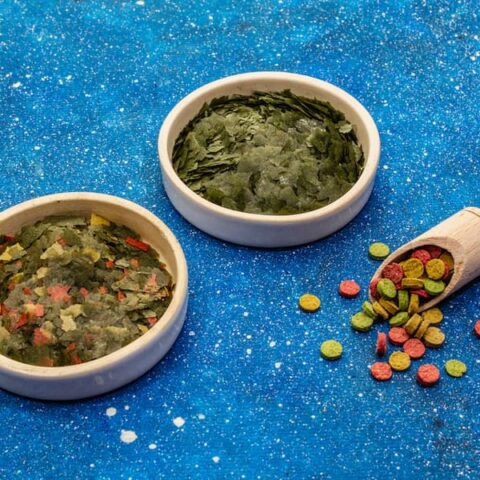 Can Cats Eat Fish Food – FAQcats.com