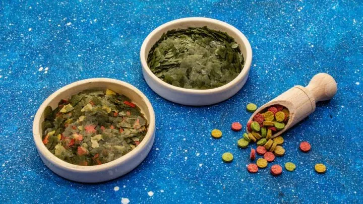 Can Cats Eat Fish Food