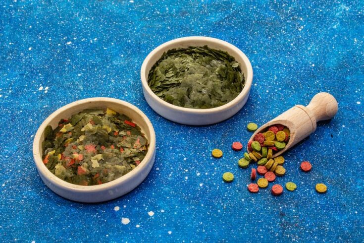 Can Cats Eat Fish Food FAQcats can-cats-eat-fish-food-faqcats