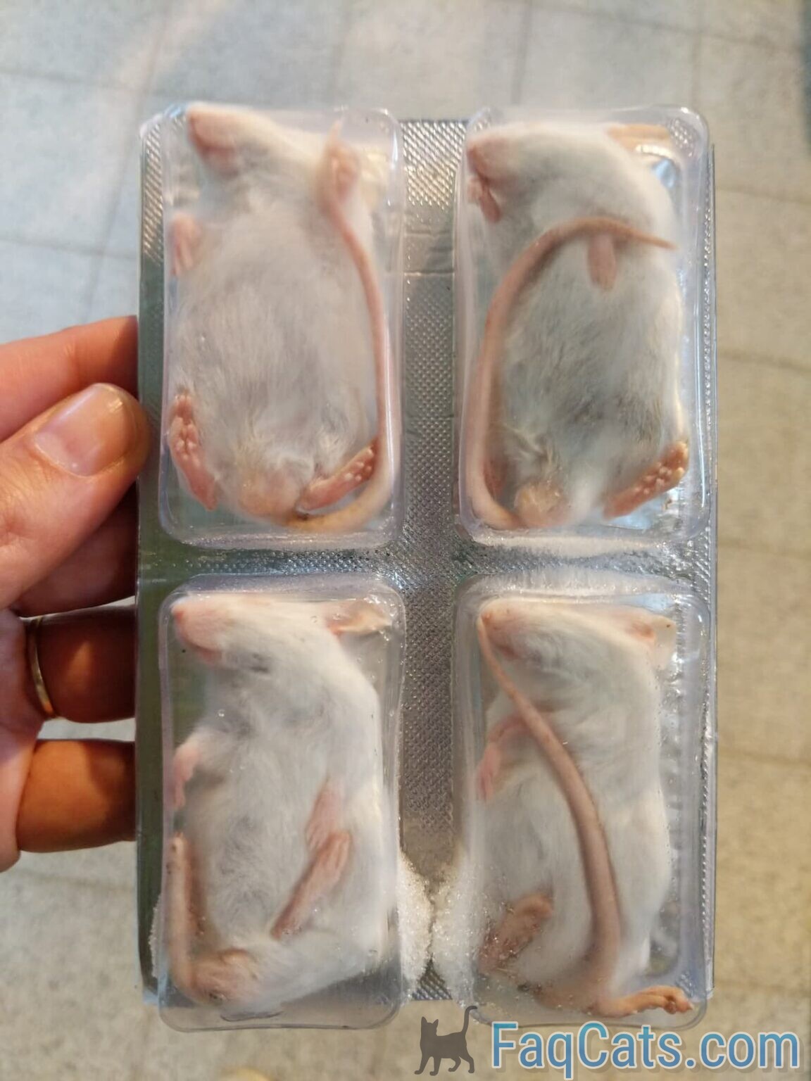 Can Cats Eat Frozen Mice Are They Healthy Meals?