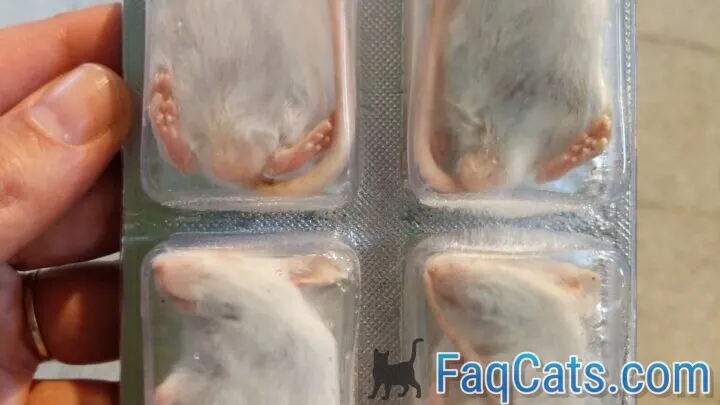 Can Cats Eat Frozen Mice &ndash; Are They Healthy Meals?