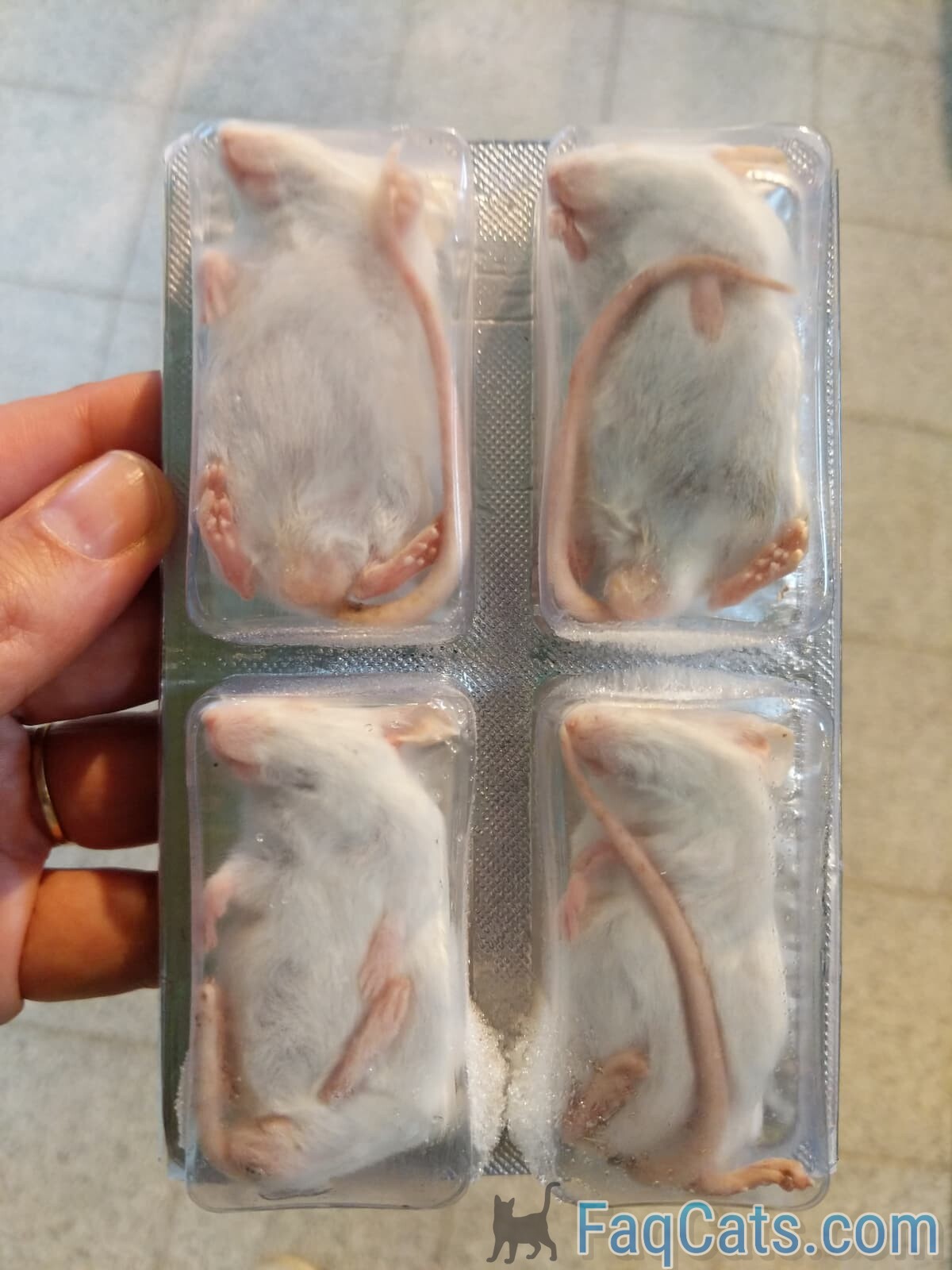 Can Cats Eat Frozen Mice Are They Healthy Meals?