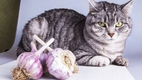 Can Cats Eat Garlic &ndash; Is It Safe?