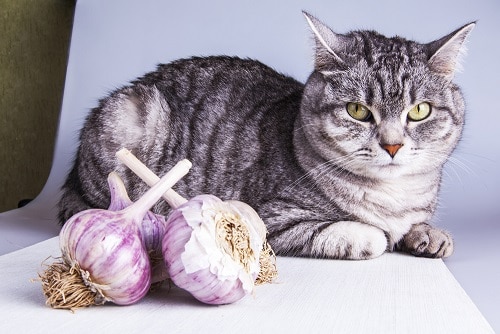 Can Cats Eat Garlic Is It Safe Faqcats Com