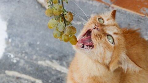 Can Cats Eat Grapes –  What You Should Know!