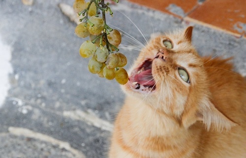 are grapes good for cats