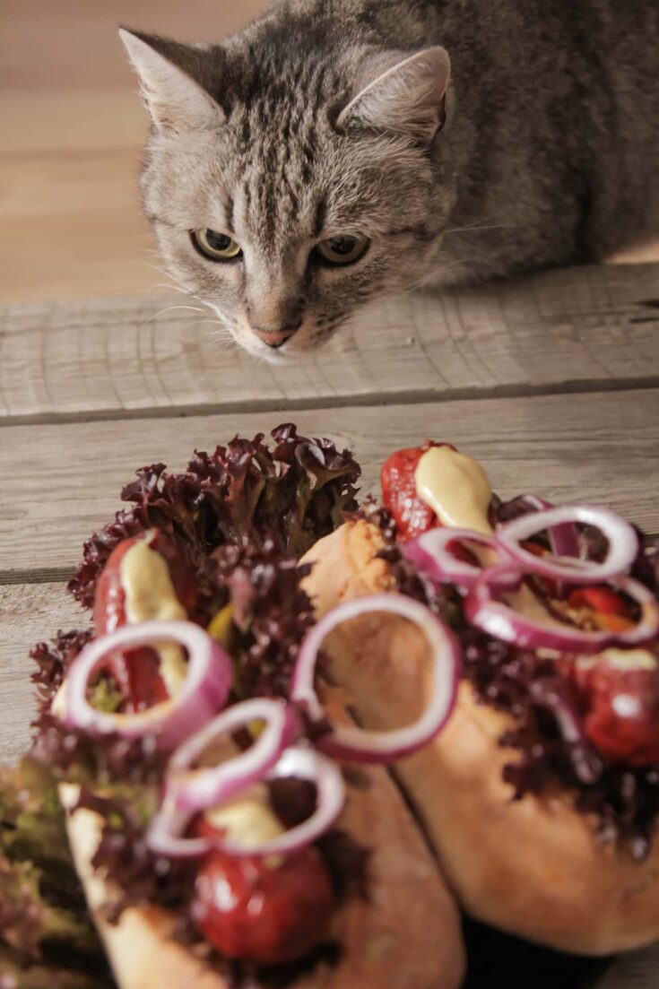 Can Cats Eat Hot Dogs 5 Crucial Things You Should Know!