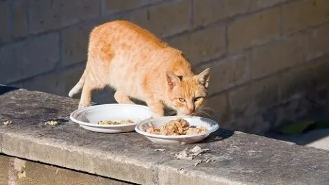 Can Cats Eat Imitation Crab &ndash; Is It Safe Seafood?