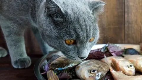 Can Cats Eat Live Fish – Is It Safe?