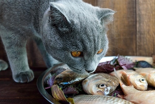 Can male shop cats eat fish