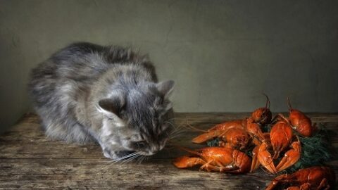 Can Cats Eat Lobster – Is It Safe Seafood For Cats?