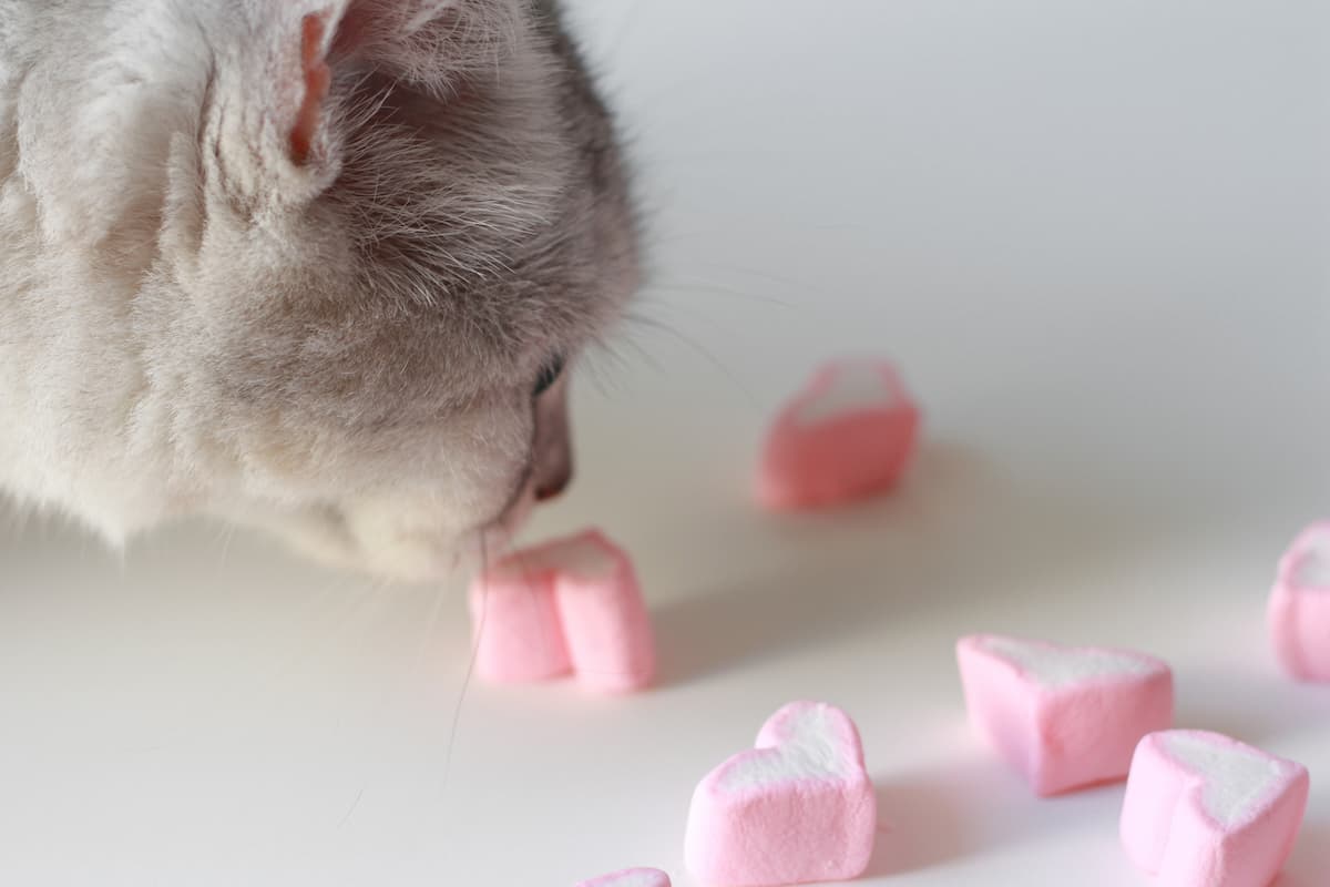 Can Cats Eat Marshmallows Is It A Safe Snack?