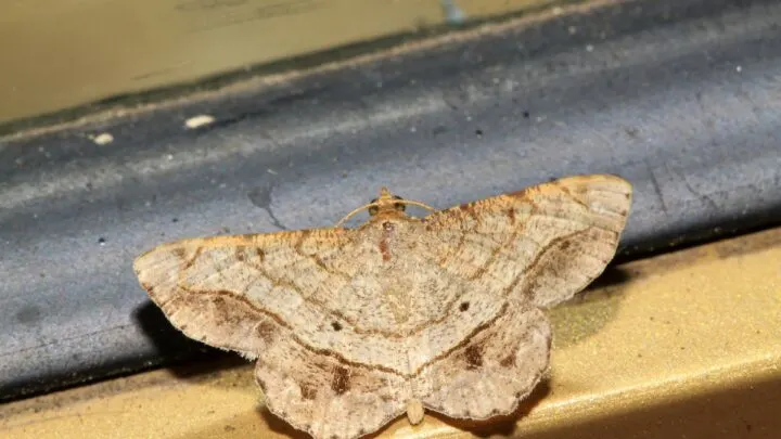 Can Cats Eat Moths &ndash; The Interesting Answer!