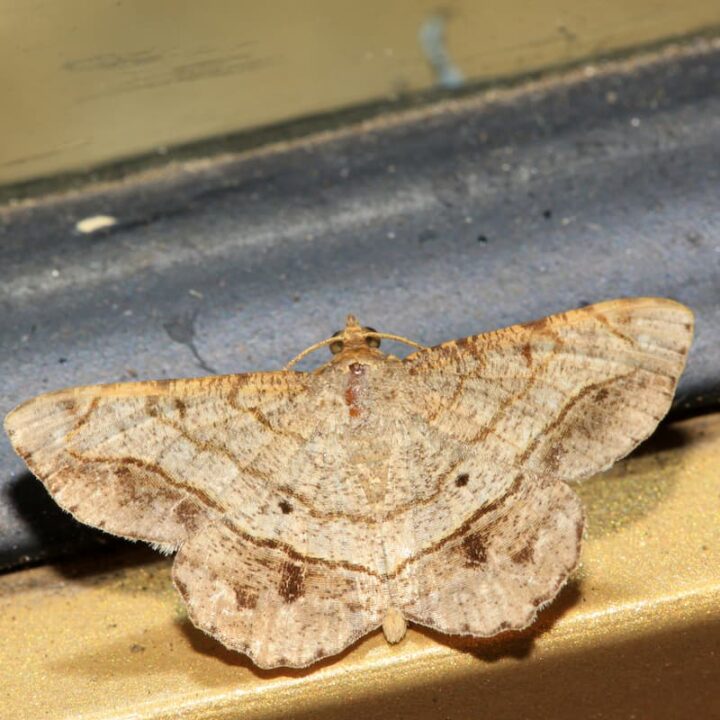 Can Cats Eat Moths The Interesting Answer!