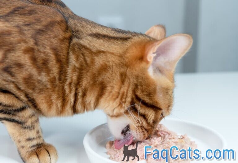 Can Cats Eat Olive Oil Tuna Is It Healthy?