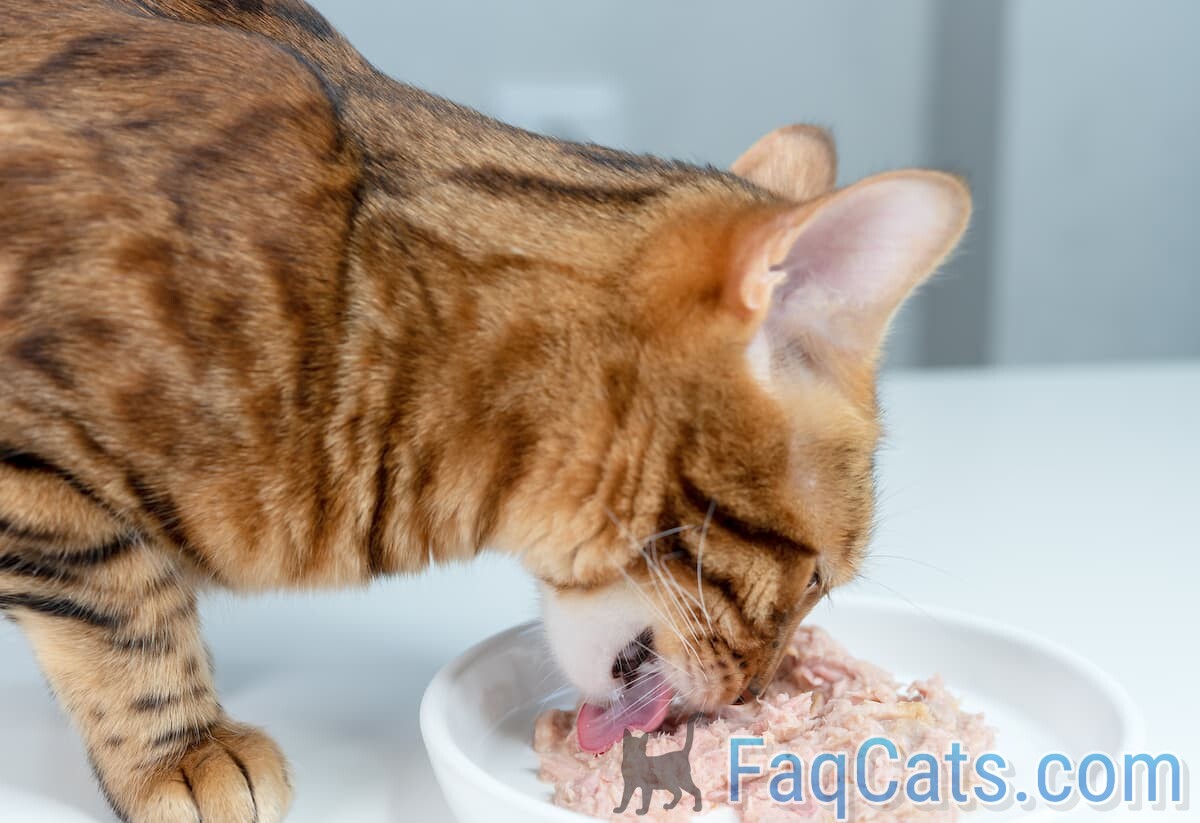 is regular tuna good for cats