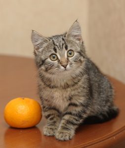 49 Best Are orange peels toxic to cats Popular in 2022