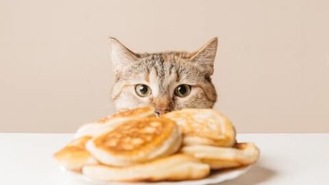 Can Cats Eat Pancakes – What You Should Know!