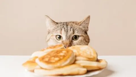 Can Cats Eat Pancakes &ndash; What You Should Know!