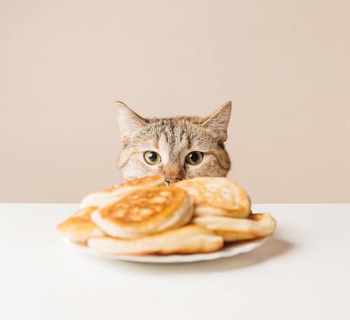 Can Cats Eat Pancakes – What You Should Know! – 