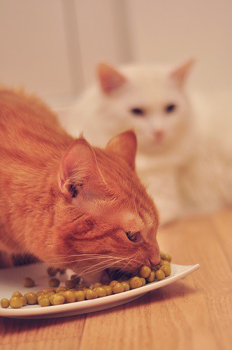 Can Cat Eat Peas? 