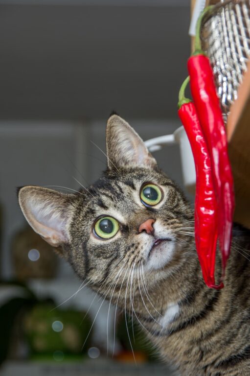 Can Cats Eat Pepper
