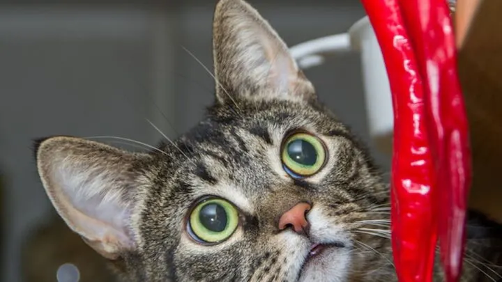 Can Cats Eat Pepper
