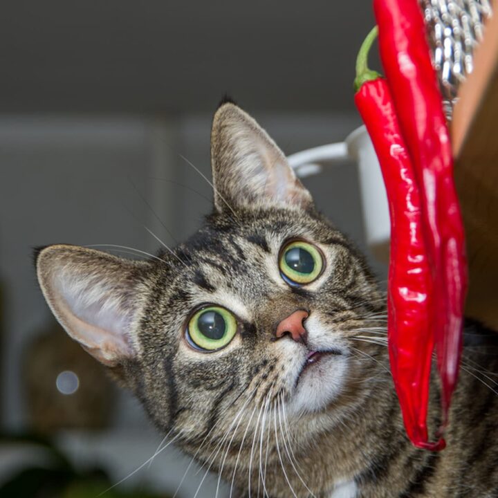 Can Cats Eat Pepper