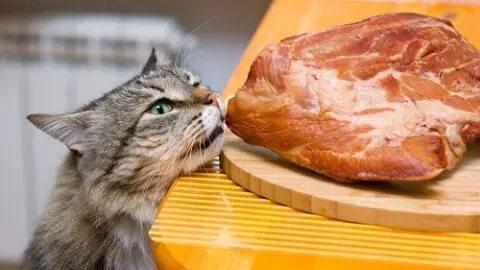 Can Cats Eat Pork &ndash; Is It Safe Meat?