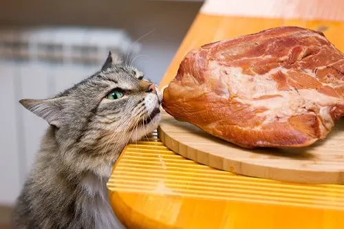 Can Cats Eat Pork Is It Safe Meat Faqcats Com