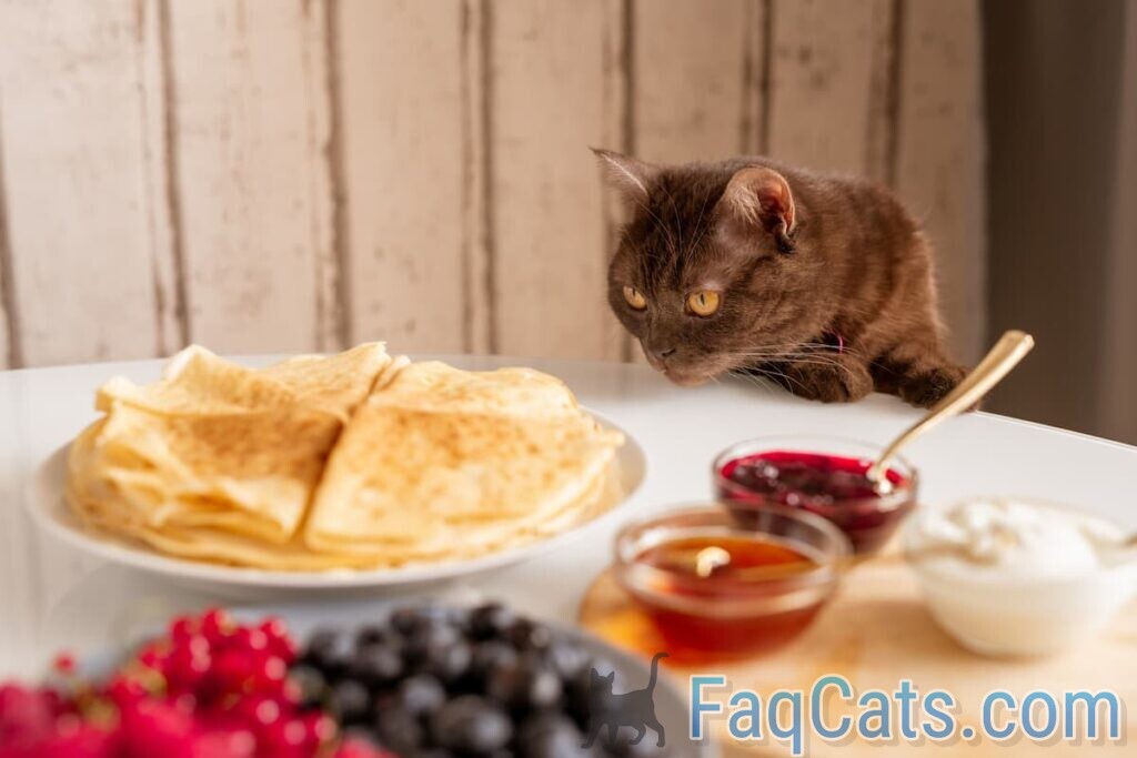 Can Cats Eat Quesadillas Is It Safe?