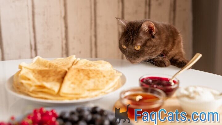 Can Cats Eat Quesadillas – Is It Safe?