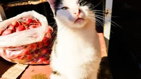 Can Cats Eat Radishes – Is It Safe For Them?