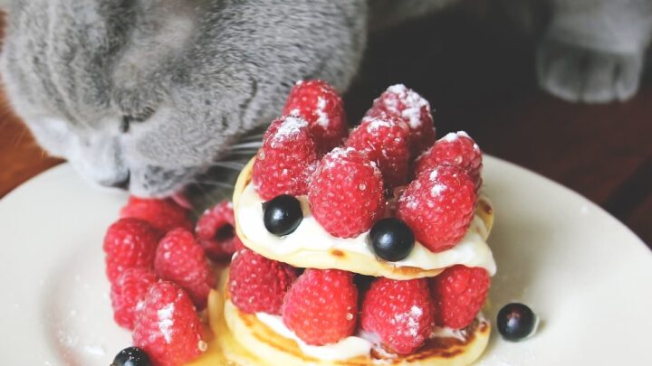 Can Cats Eat Raspberries – What You Should Know!