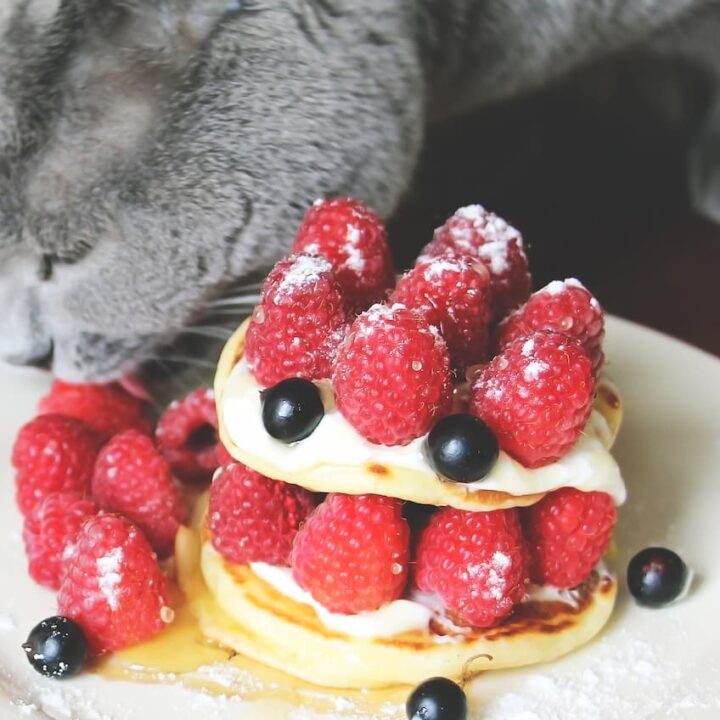 Can Cats Eat Raspberries What You Should Know!