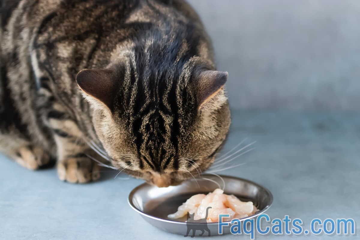 Cat eating shop raw chicken