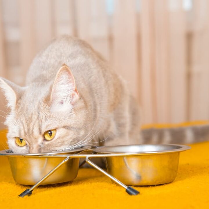 Can Cats Eat Rice Pudding What To Know!