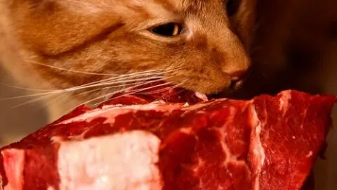 Can Cats Eat Rotten Meat &ndash; Is It Safe