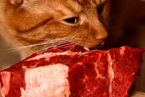 can cats eat raw beef steak