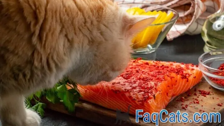 Can Cats Eat Salmon Skin