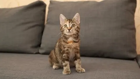 Can Cats Eat Salt &ndash; Is It Harmful?