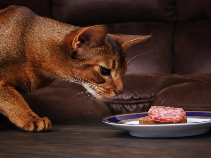 my cat ate a sausage