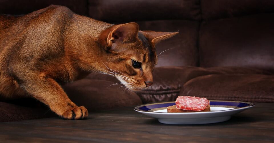 Can Cats Eat Sausage Everything You Should Know!