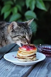 Can Cats Eat Syrup &ndash; What You Should Know