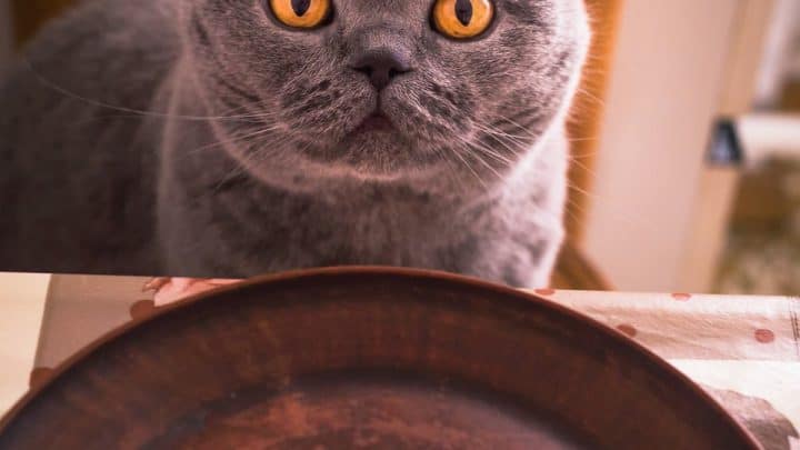 Can Cats Eat Tomato Soup – What You Should Know!