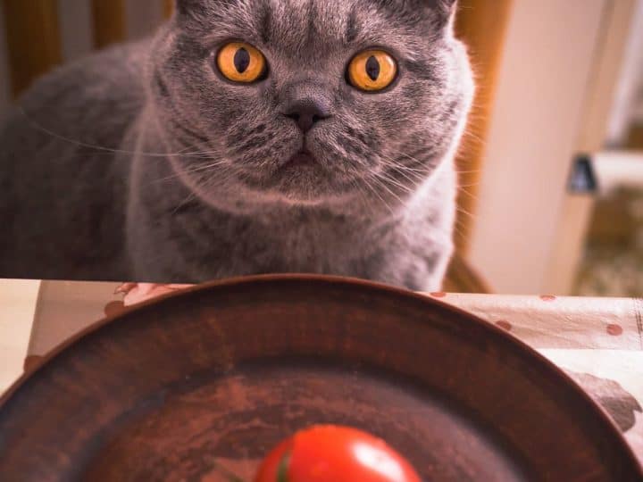 tomatoes safe for cats